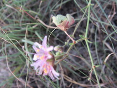 Mirabilis linearis linearis