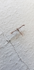 Amblyptilia pica