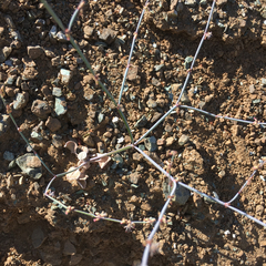 Eriogonum covilleanum
