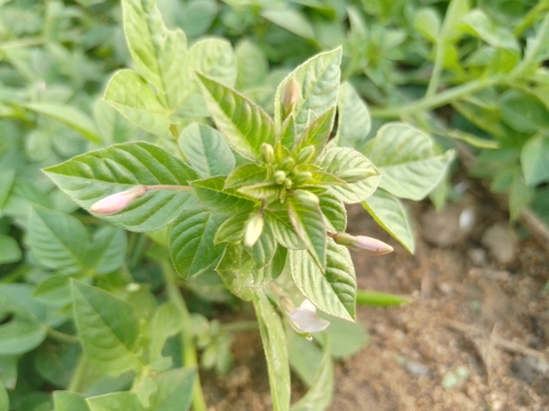 Purple Cleome