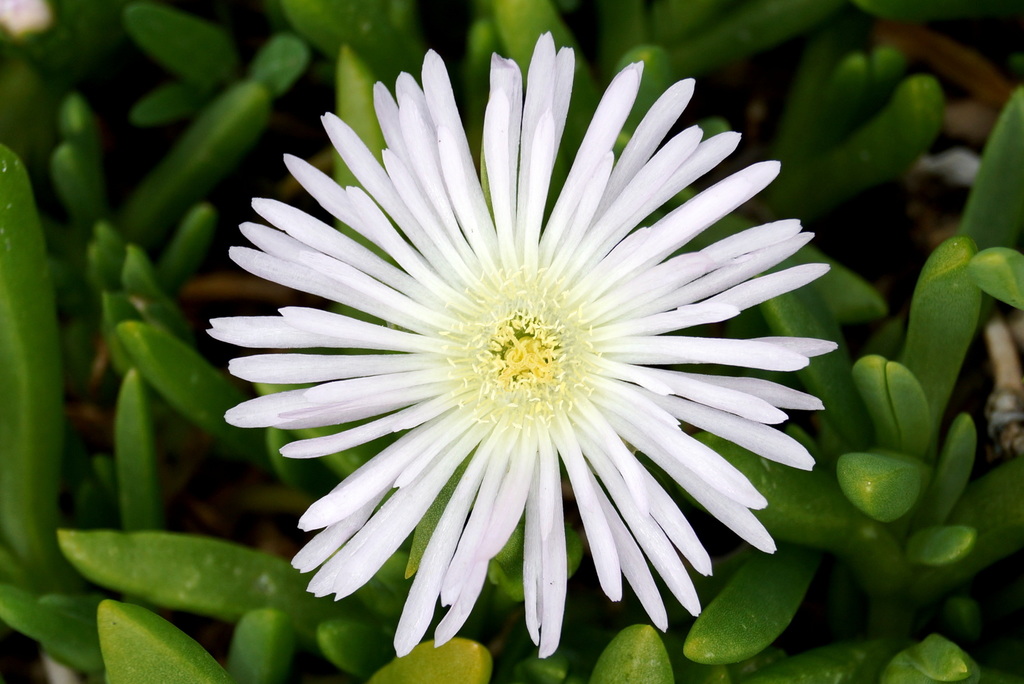 New Zealand Ice Plant