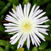 Ice Plant - Photo (c) dr.scott.mills, some rights reserved (CC BY-SA), uploaded by Scott Mills