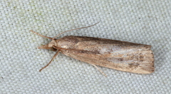 Thopeutis forbesellus