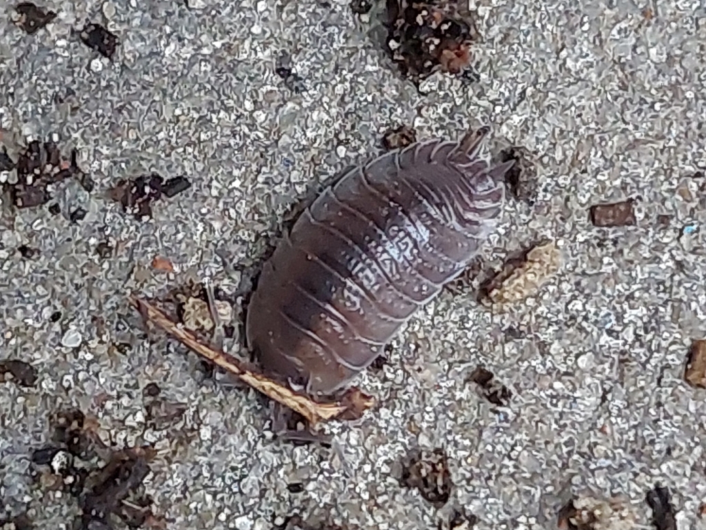 Porcellio incanus