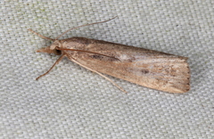 Thopeutis forbesellus