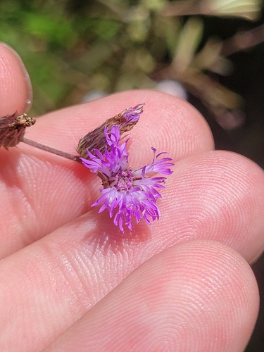 Lepidaploa remotiflora
