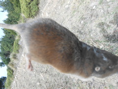 Thomomys umbrinus
