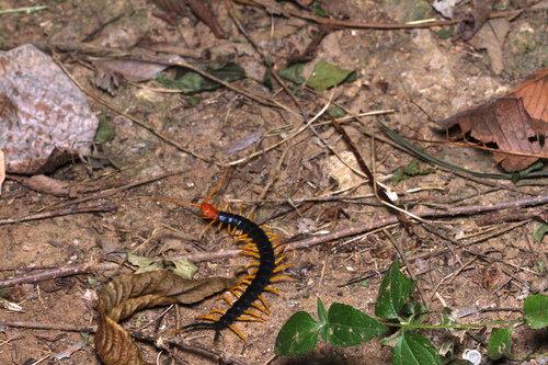 Scolopendra heros