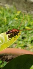 Chydarteres striatus