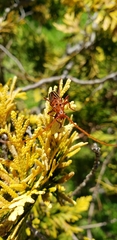 Chydarteres striatus