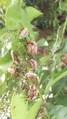 Macrodactylus mexicanus