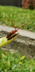 Chydarteres striatus