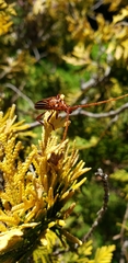 Chydarteres striatus