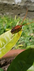 Chydarteres striatus