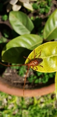 Chydarteres striatus