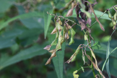 Desmodium cuspidatum longifolium