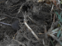 Thomomys umbrinus