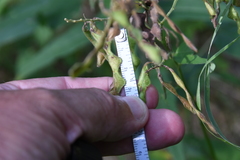 Desmodium cuspidatum longifolium