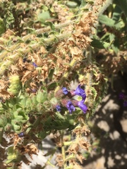 Anchusa officinalis
