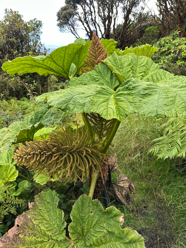 Gunnera petaloidea observed 2025-06-07