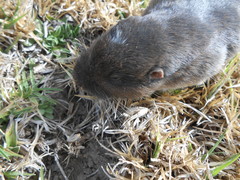 Thomomys umbrinus