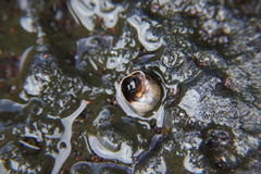 Tectarius striatus