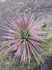 Puya clava-herculis