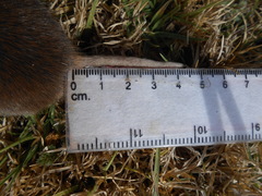 Thomomys umbrinus