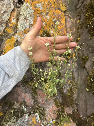 canescent draba (Draba cana)