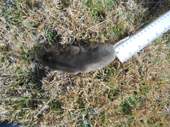 Thomomys umbrinus