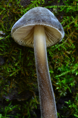 Paraxerula americana