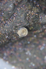 Tectarius striatus