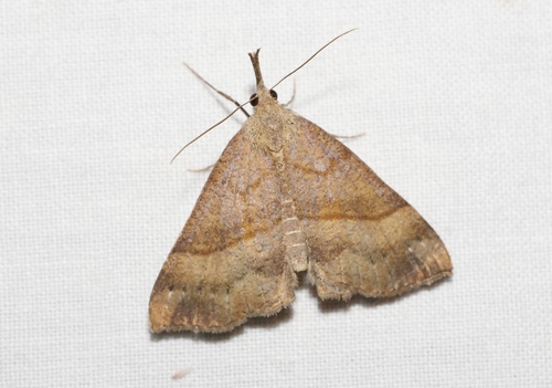 Hypena proboscidalis (Linnaeus, 1758)