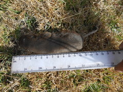 Thomomys umbrinus