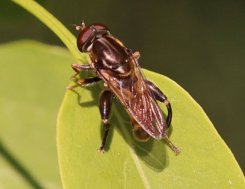 Unknown species found near Carbon County, MT, USA