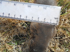Thomomys umbrinus