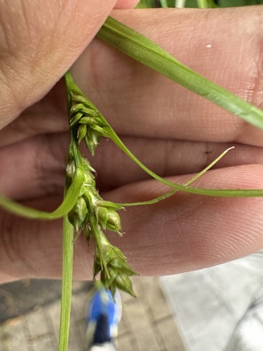 Gibbous sedge (Carex gibba)