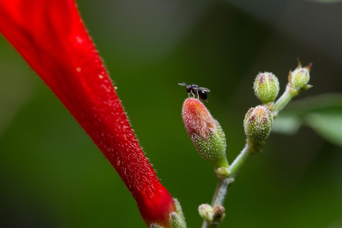 Eurytomidae