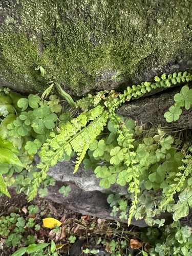 Asplenium incisum