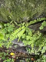 Asplenium incisum