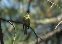 Empidonax affinis