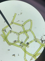 Hydrodictyon reticulatum