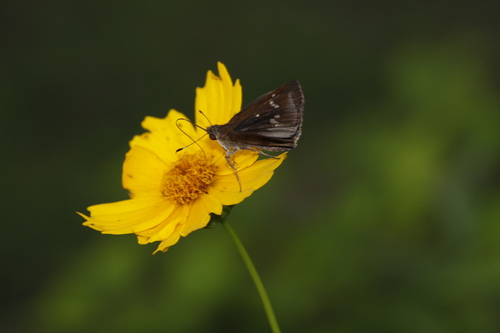 Clouded Skipper, Florence County, SC, USA, photo 8 of 10