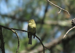 Empidonax affinis