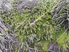 Arcytophyllum filiforme