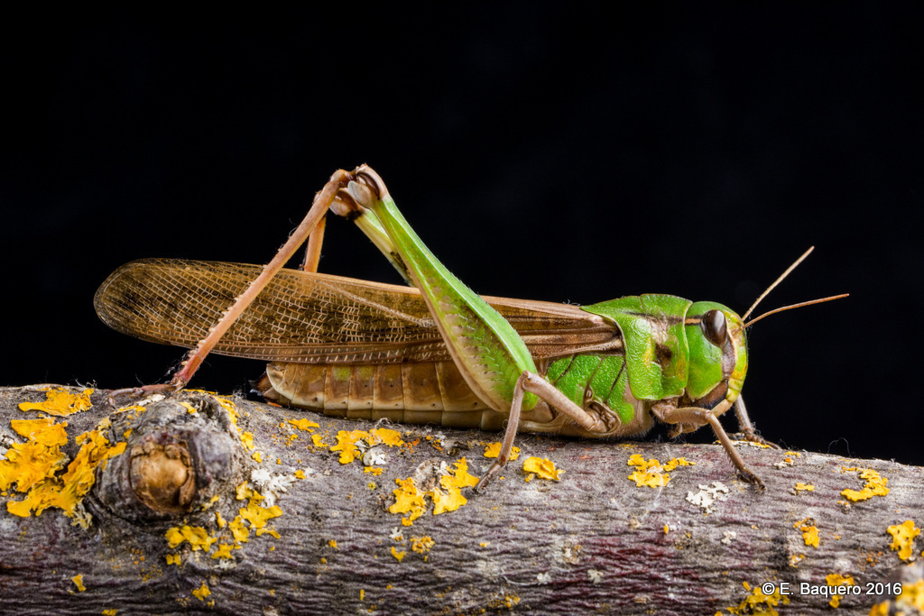 Gafanhoto-Migrador (Locusta migratoria) · BioDiversity4All