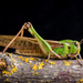 Migratory Locust - Photo (c) Enrique Baquero, some rights reserved (CC BY-NC), uploaded by Enrique Baquero