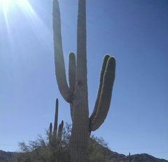 Carnegiea gigantea