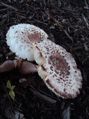 Leucoagaricus americanus