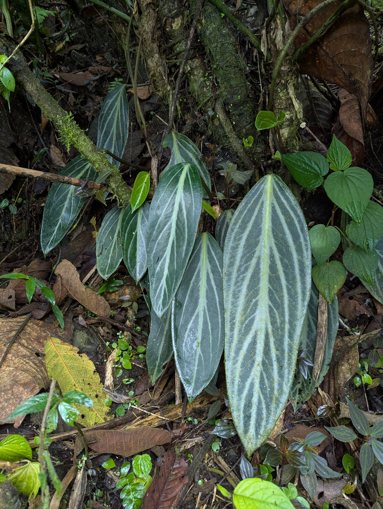 Peperomia pseudovariegata